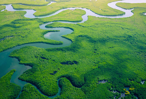 ISLAS DEL PARQUE NACIONAL DEL DELTA DEL SALOUM