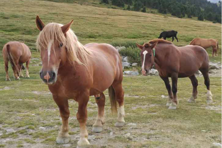 Ruta 4x4 en Andorra-4