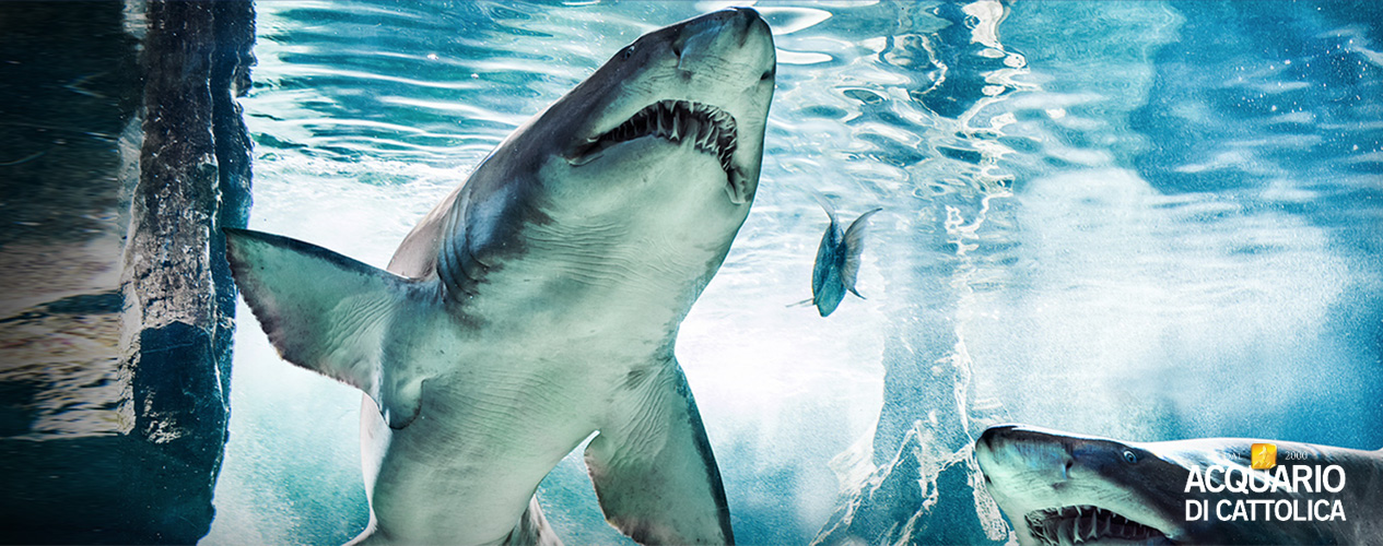 Acquario di Cattolica-2