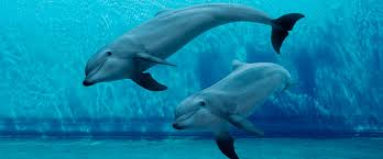 Acquario di Genova-2