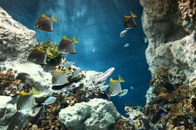 Acquario di Livorno-2