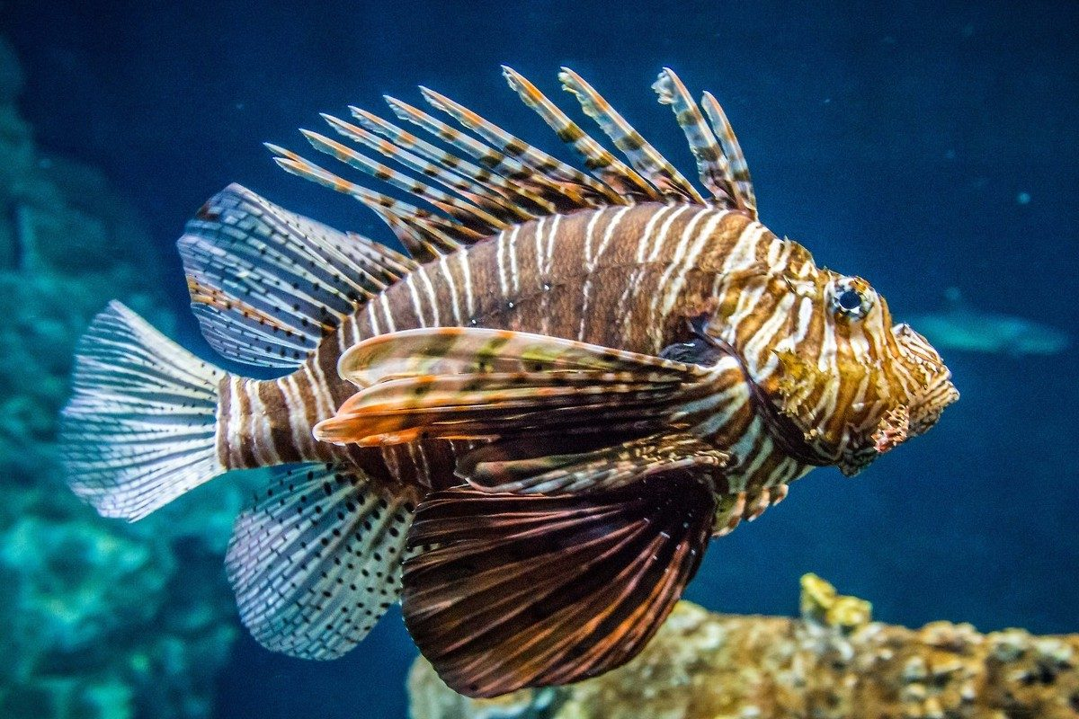 Acquario di Livorno-1