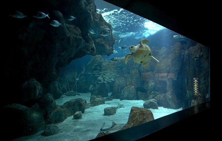 Acuario de Gijón-2