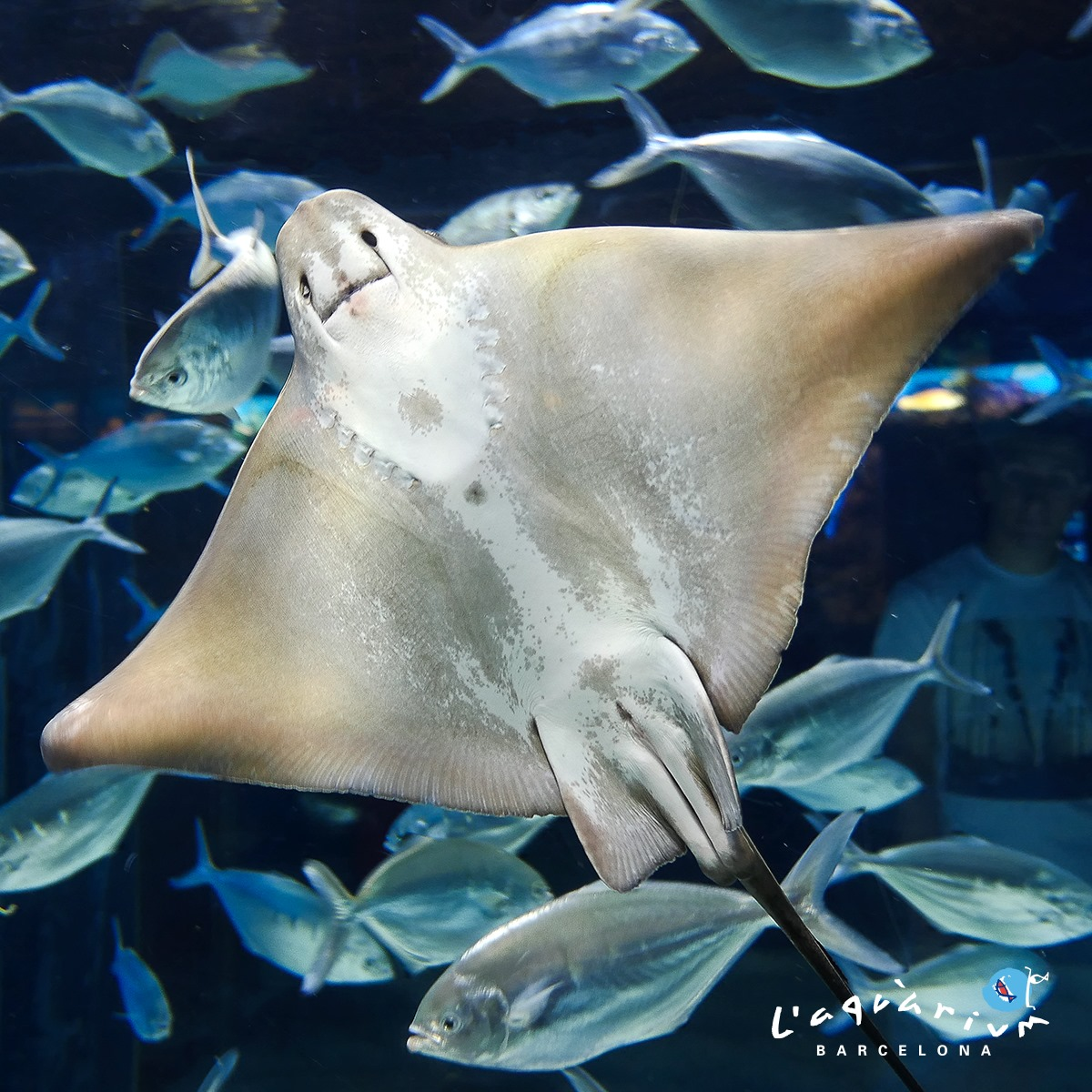 Aquarium de Barcelona-3
