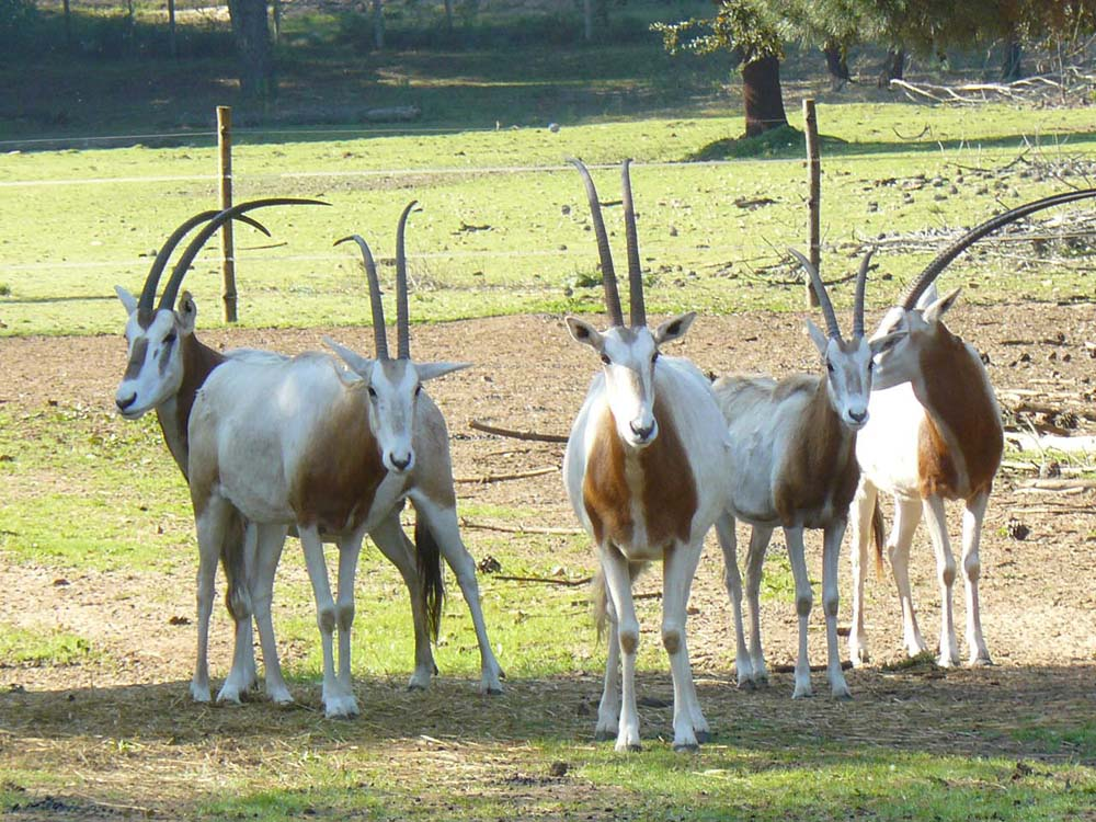 Badoca Safari Park-3