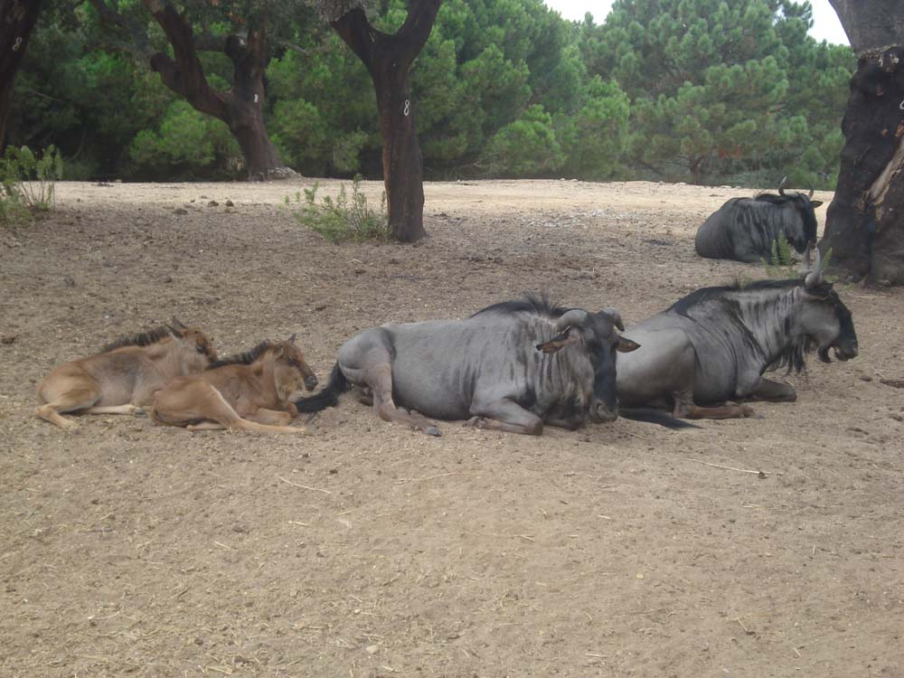 Badoca Safari Park-4