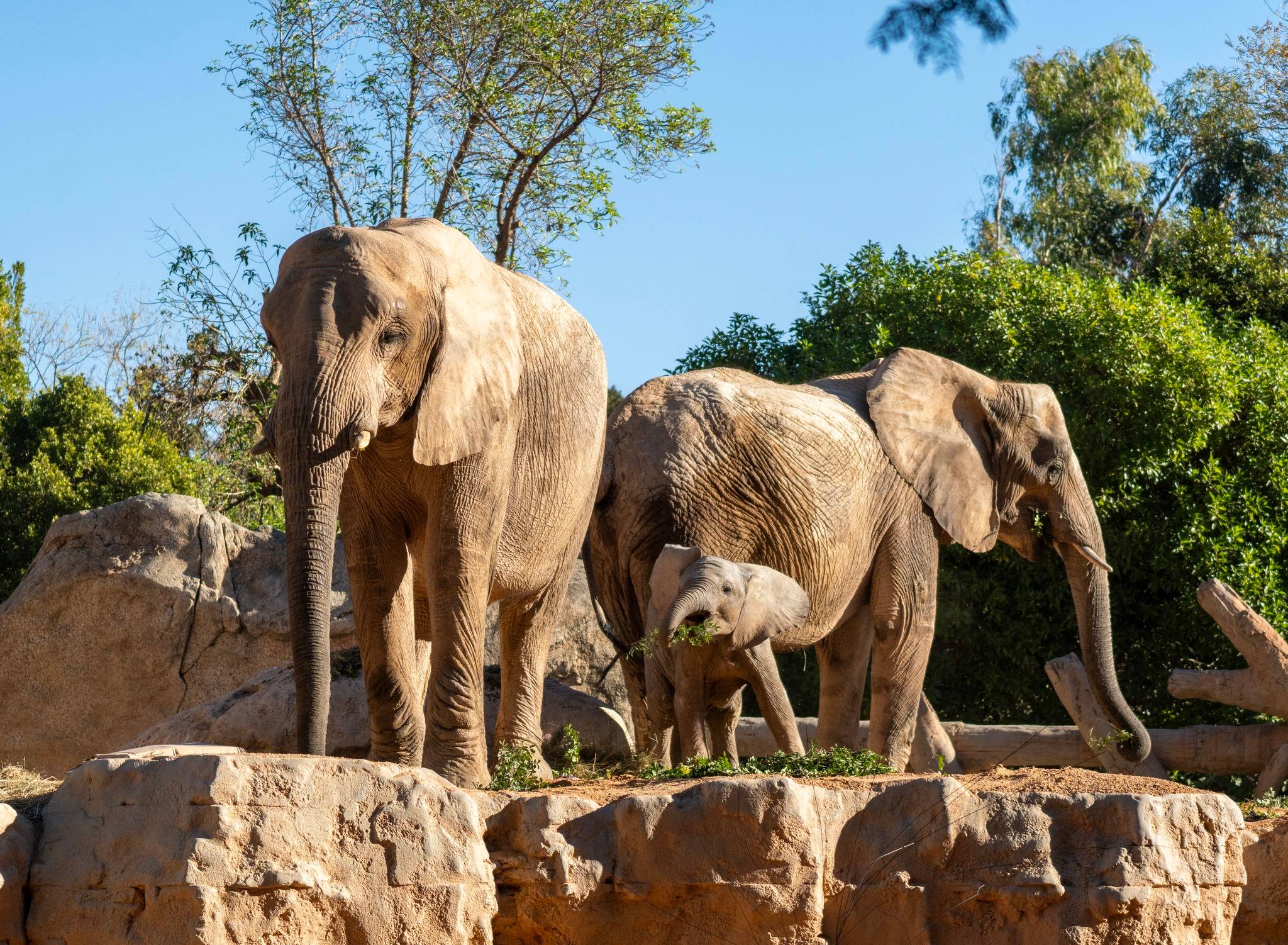 Bioparc Valencia-3
