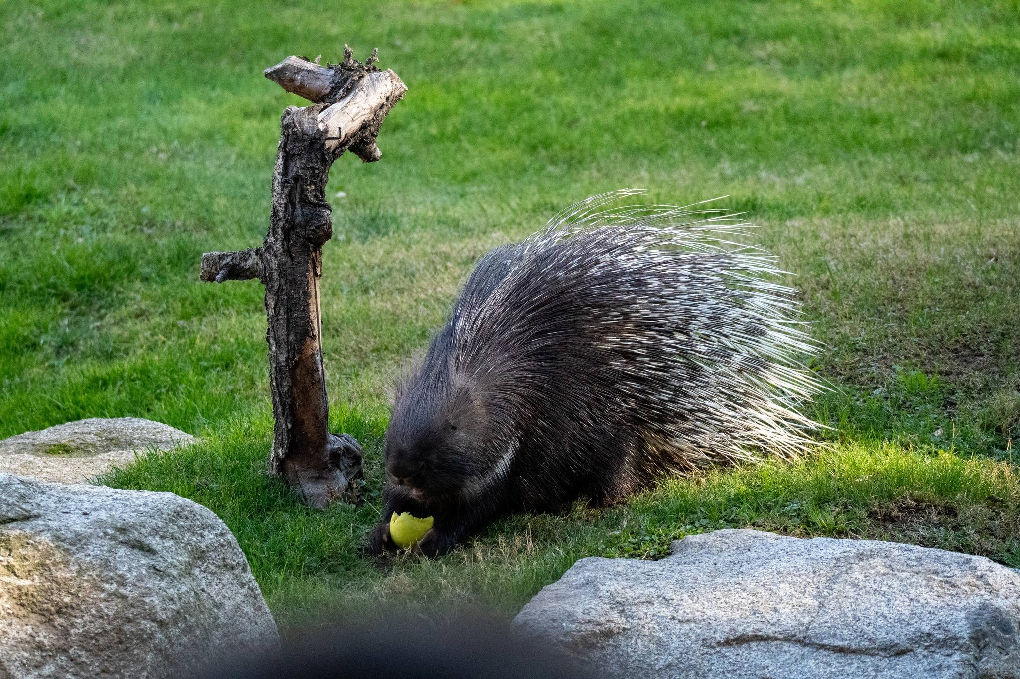 Bioparc Valencia-8