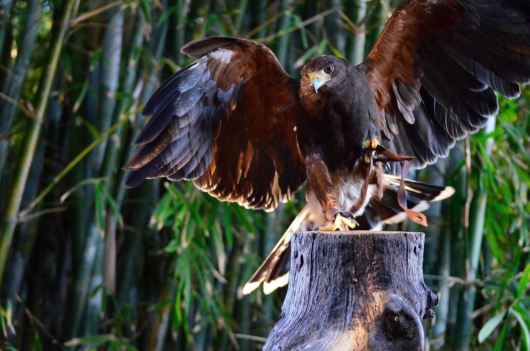 Bioparc Fuengirola-6