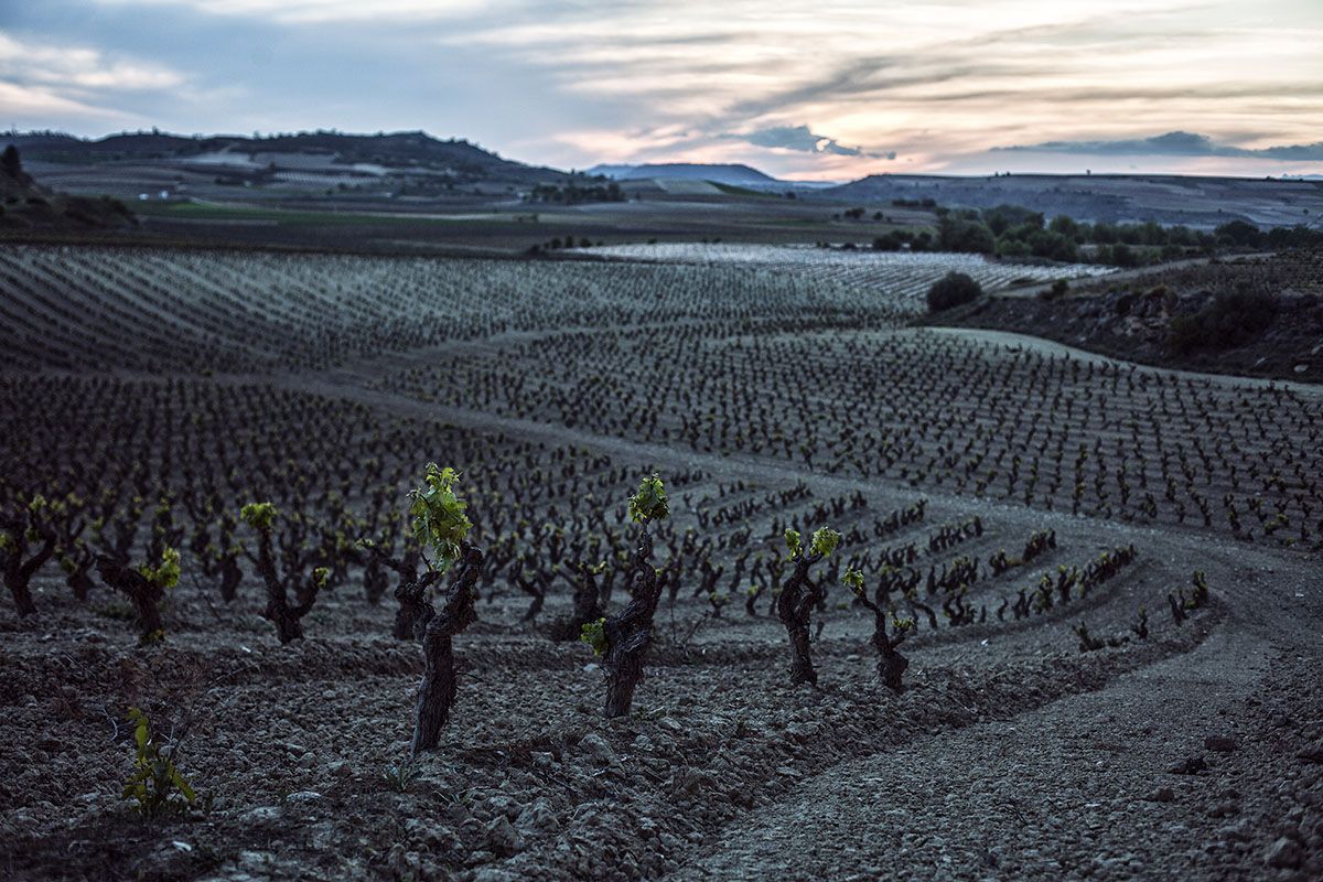 Bodegas CVNE - La Rioja-3