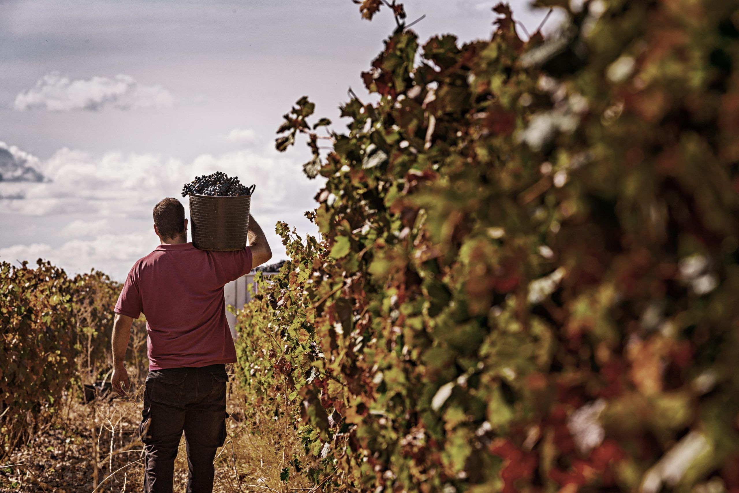 Bodegas Franco - Españolas-11