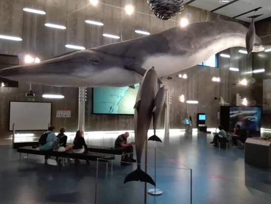 Museu da Baleia da Madeira-4