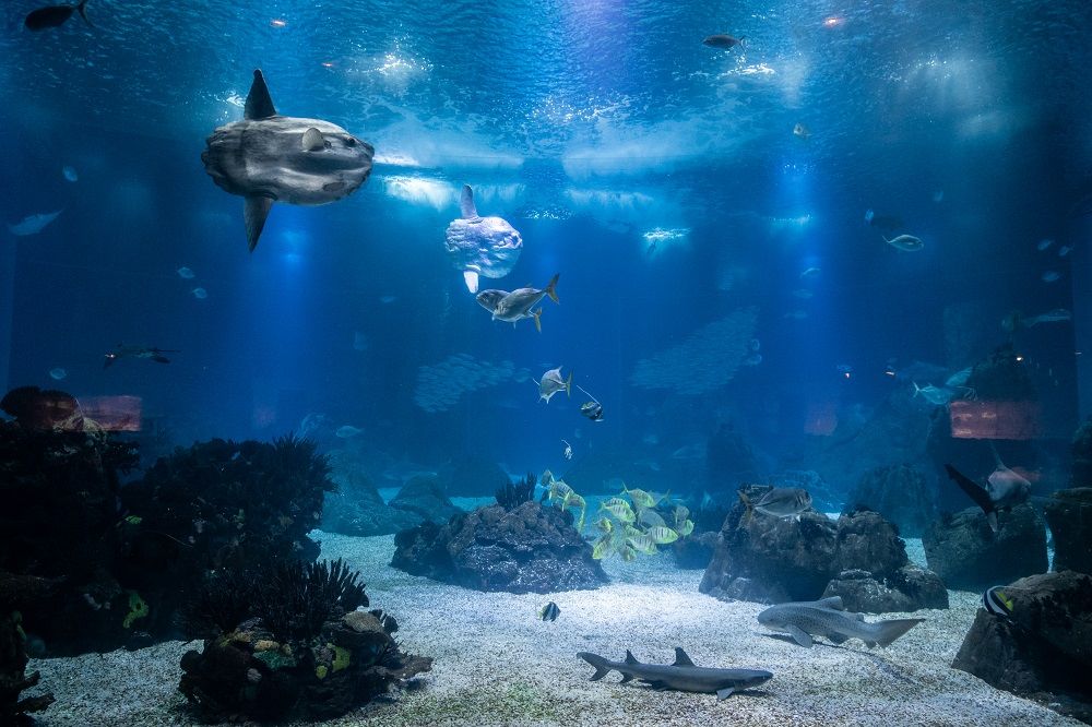 Uma Viagem ao Fundo do Mar - Oceanário de Lisboa e Hotel no Parque das Nações