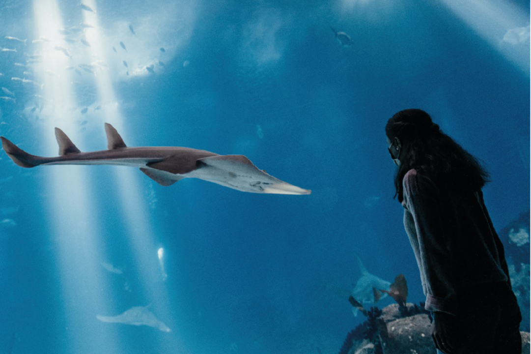 Oceanario de Lisboa-1