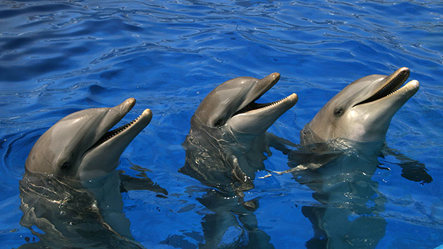 Oceanogràfic-12