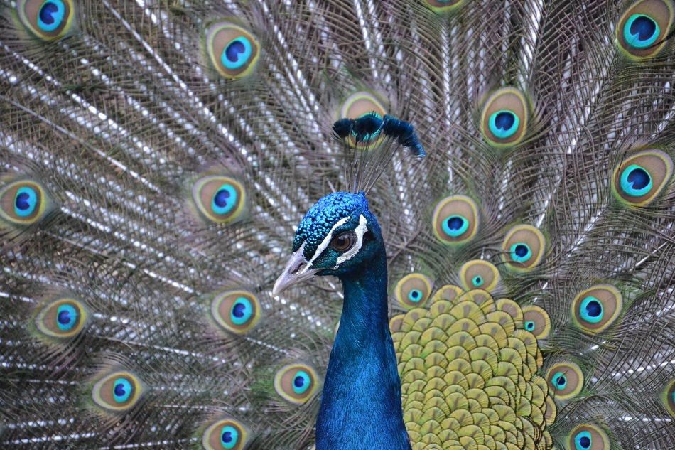 Parque Biológico da Serra da Lousã-1