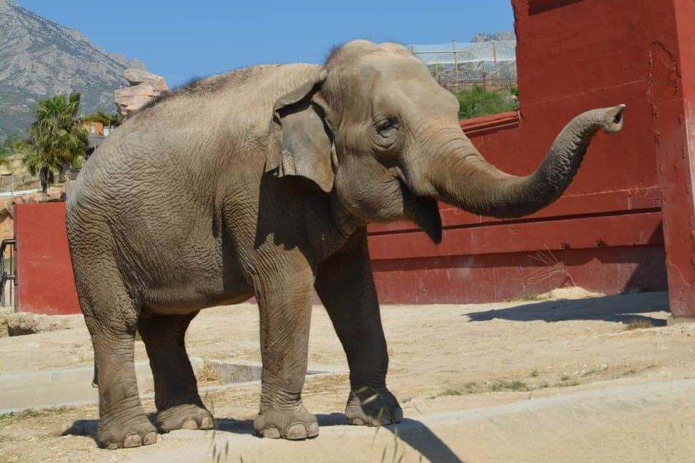 Terra Natura y Aqua Natura Benidorm-11