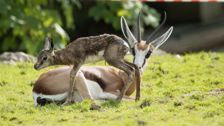 ZooParc de Beauval-1
