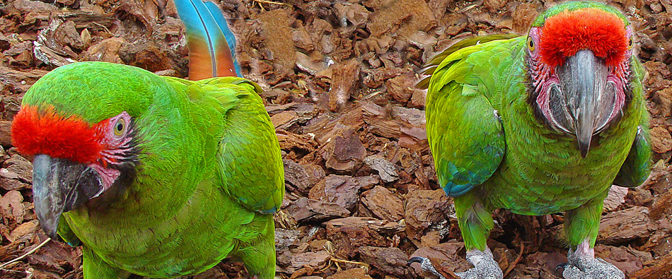 Jardim Zoológico de Lisboa-5