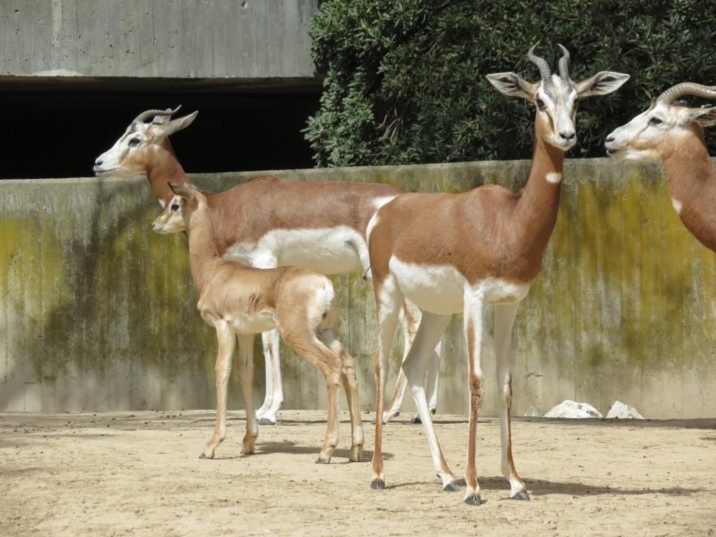 Zoo Aquarium de Madrid-7